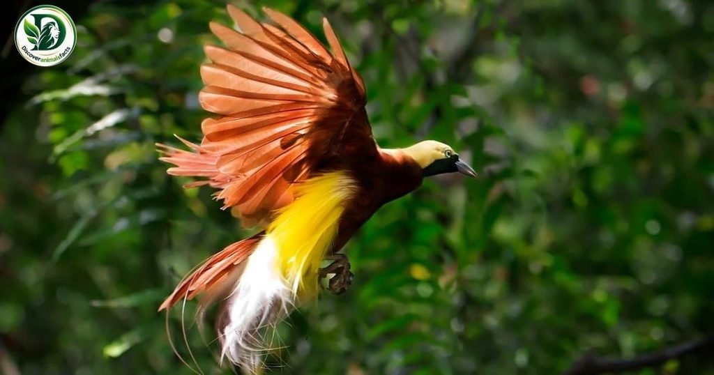 Cleanest Animals Is Birds of Paradise
