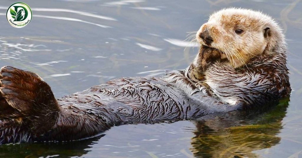Cleanest Animals Is Sea Otters