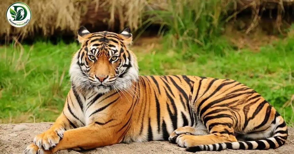 Cleanest Animals Is Tigers