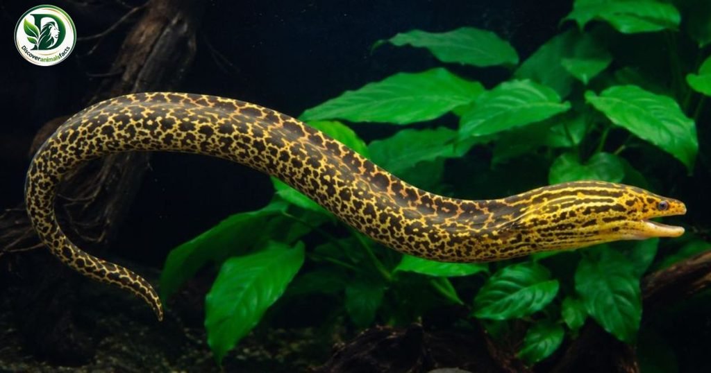 Eel is three letters animal
