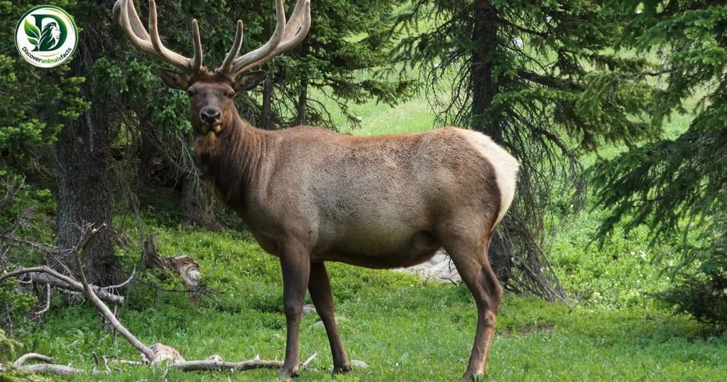Elk is three letters animal