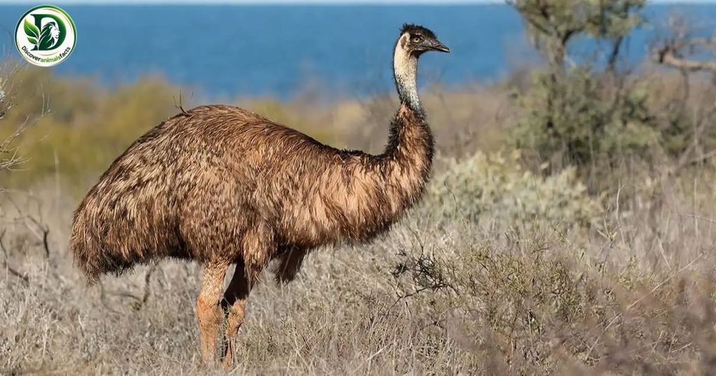 Emu is three letters animal