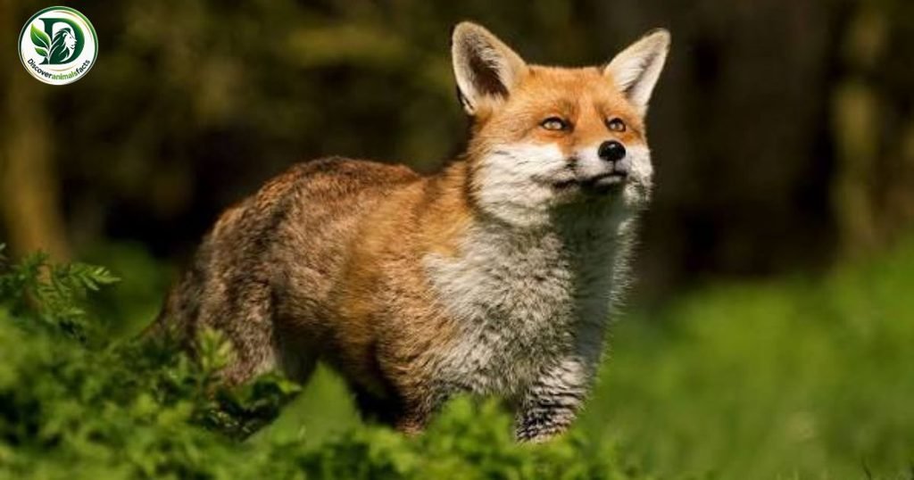 Fox is three letters animal