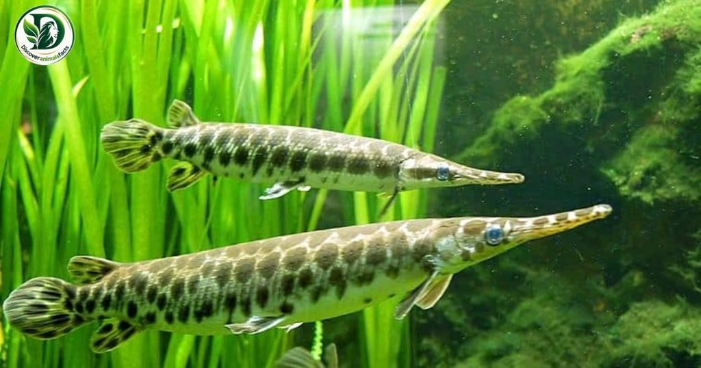 Gar is three letters animal