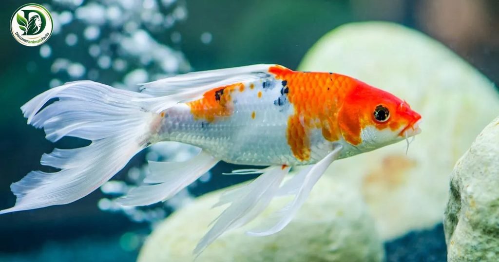 Koi is three letters animal
