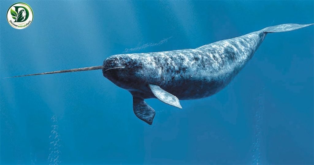 Narwhal With Tusks