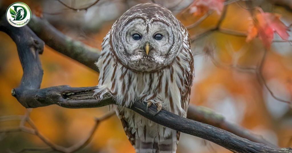 Owl is three letters animal